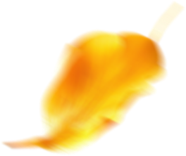 cấy ghép tóc y học hà nội