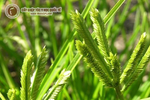 Trị hói đầu bằng cỏ mần trầu đơn giản tại nhà